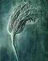 crinoid