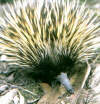 Thumbnail of George Shaw